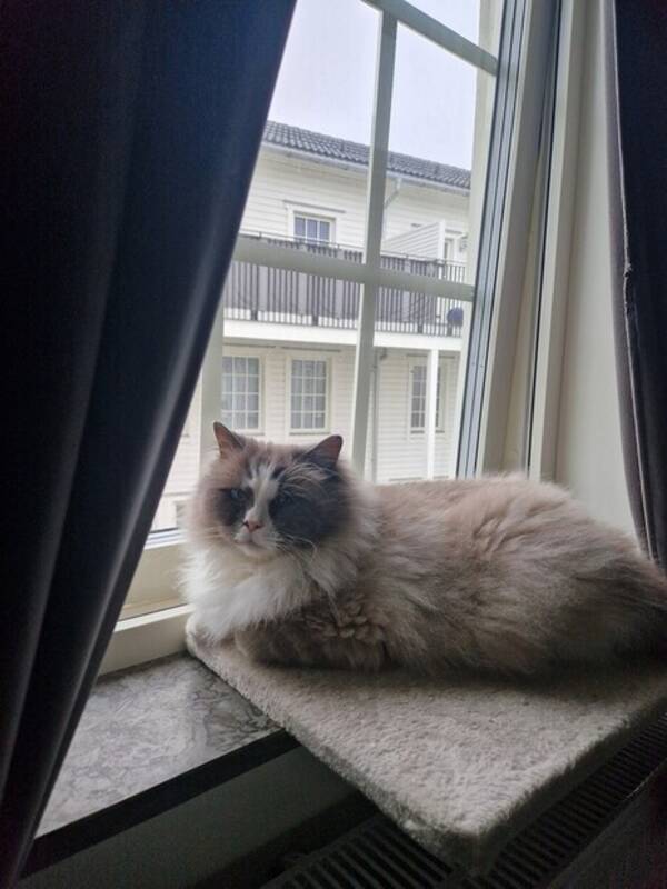Katt - Ragdoll Milo