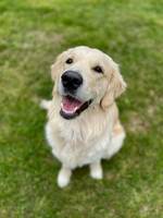 Golden Retriever 