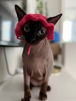 Nakenkatten Grynet Nakenkatten Grynet