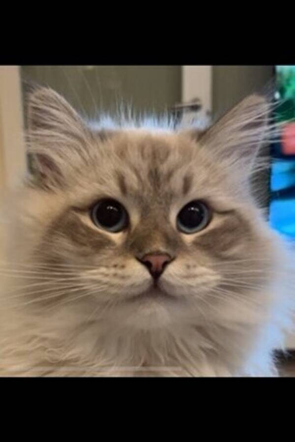 Katt - Katt, Lennart.