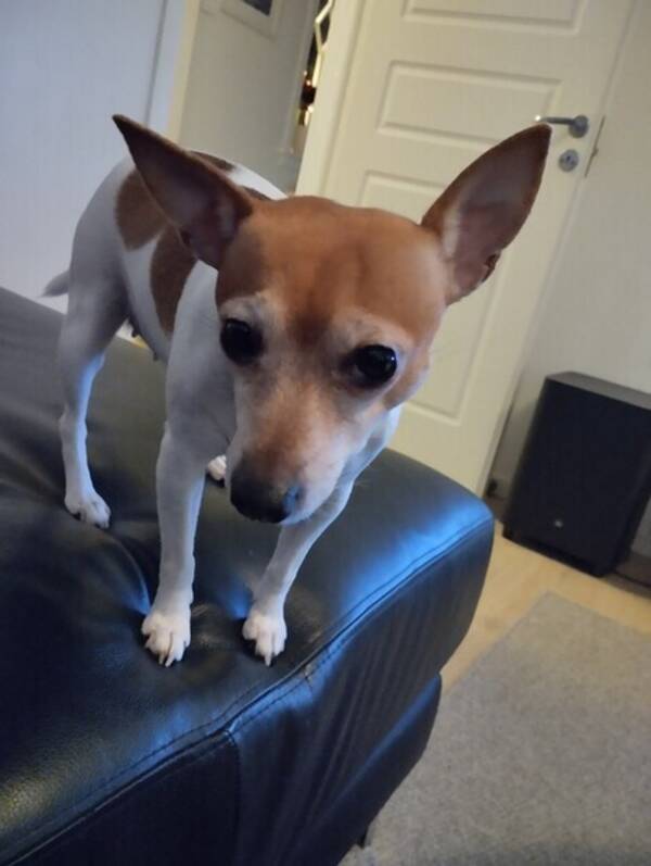 Hund - Selma