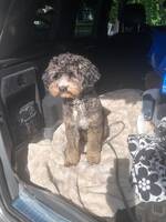 Cavapoon Lasse Cavapoon Lasse