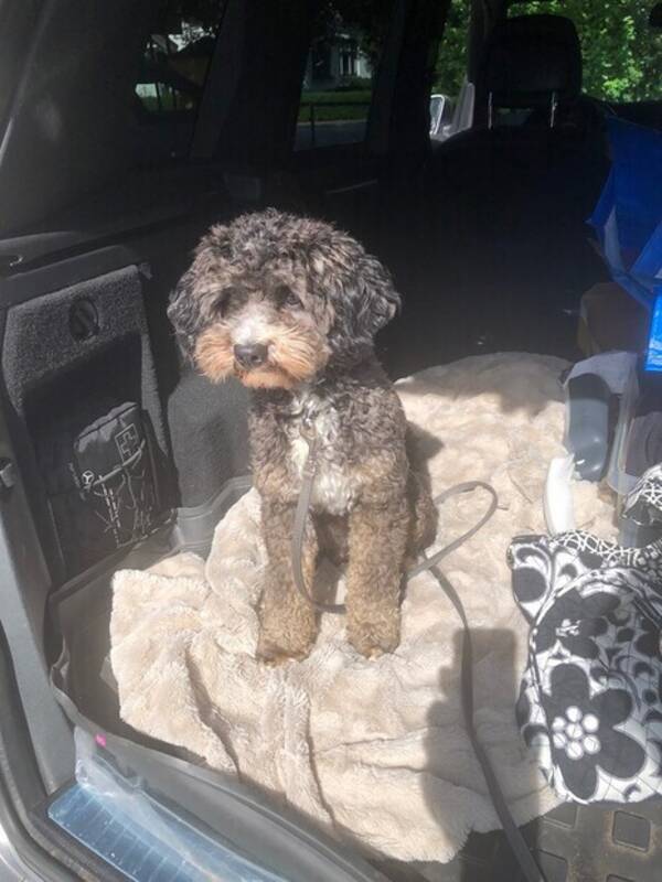 Hund - Cavapoon Lasse