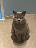 Den Brittiska korthåriga Elsa Den Brittiska korthåriga Elsa