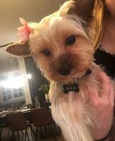 Yorkshire terrier Bella