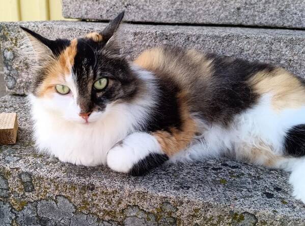 Katt - Katter Matteus och Rigmor