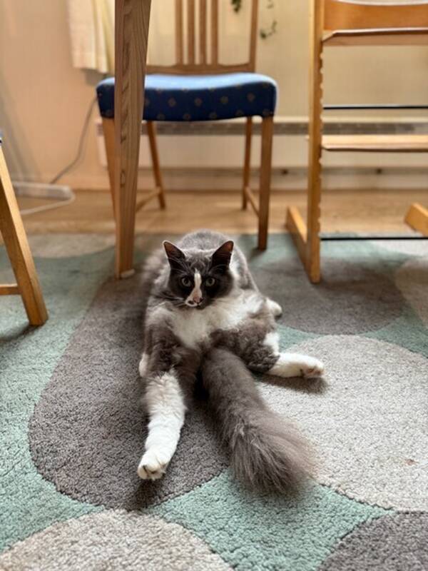 Katt - Simbs