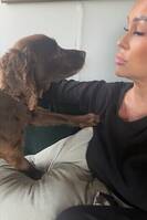 Jaktcockerspaniel