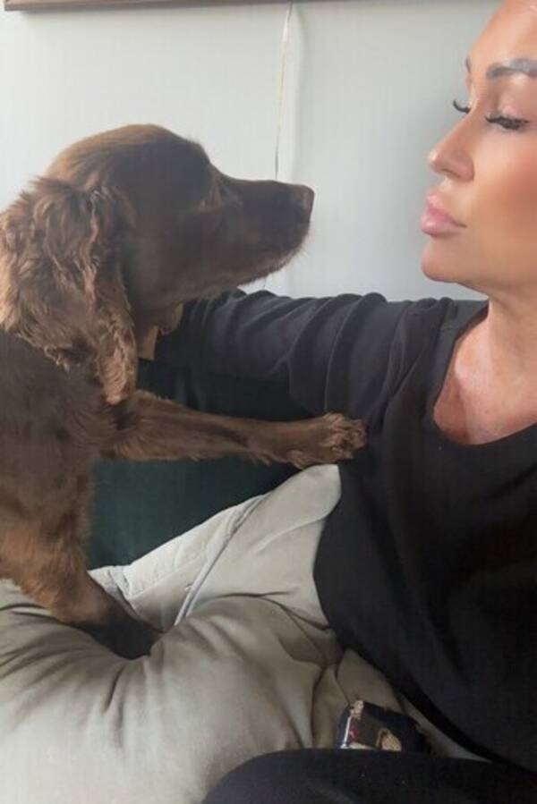 Hund - Jaktcockerspaniel