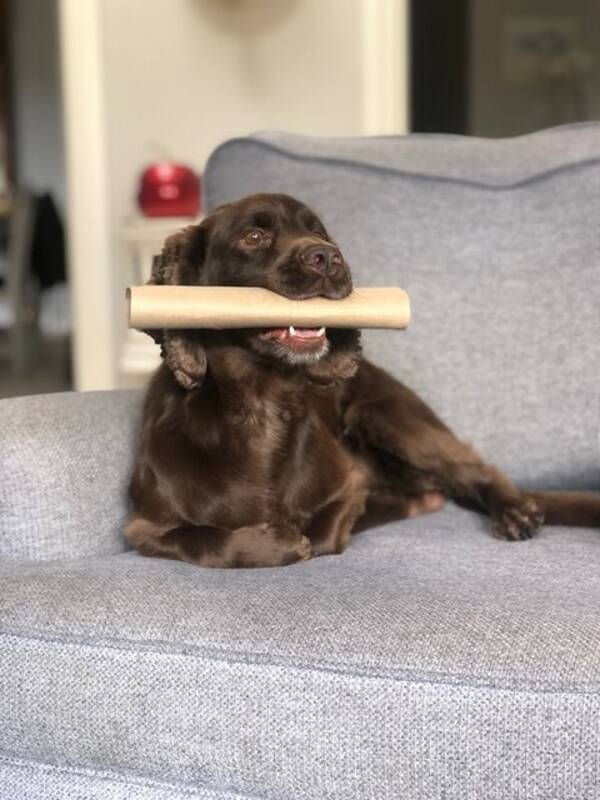 Hund - Jaktcockerspaniel