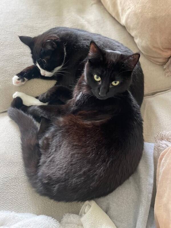 Katt - Baggio och Buffon,
