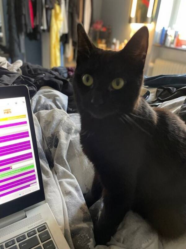 Katt - Baggio och Buffon,