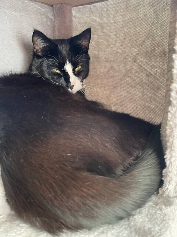 Katt - Baggio och Buffon,