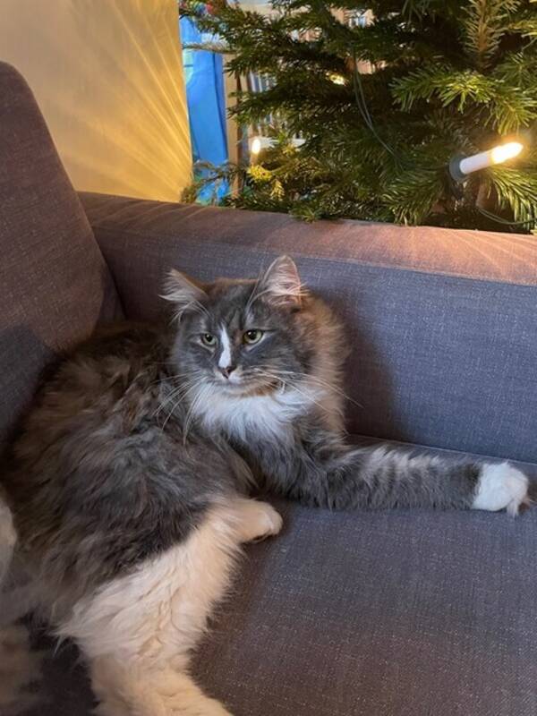 Katt - Sigge Sibirisk skogskatt 