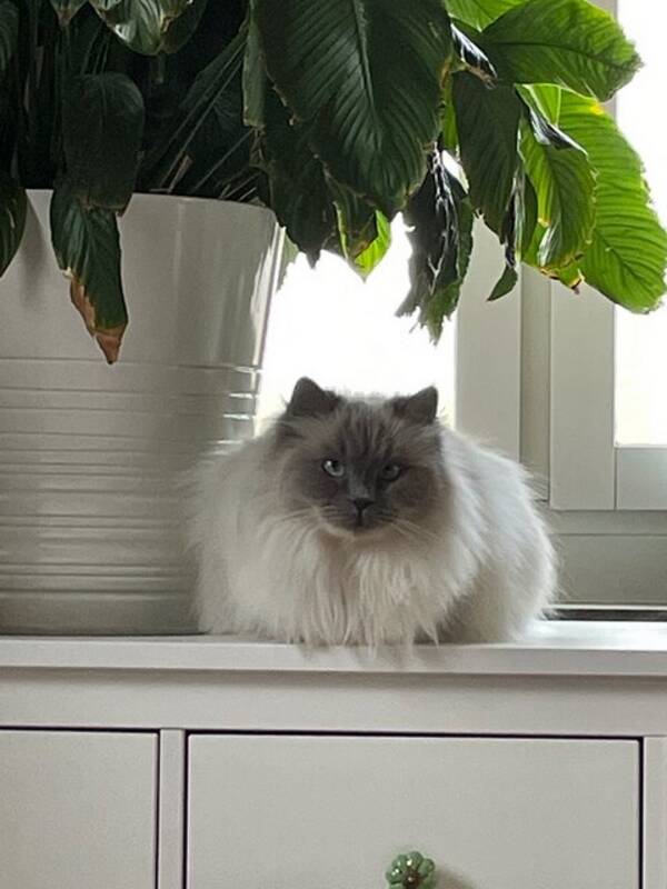 Katt - GypsyRose Birmamix