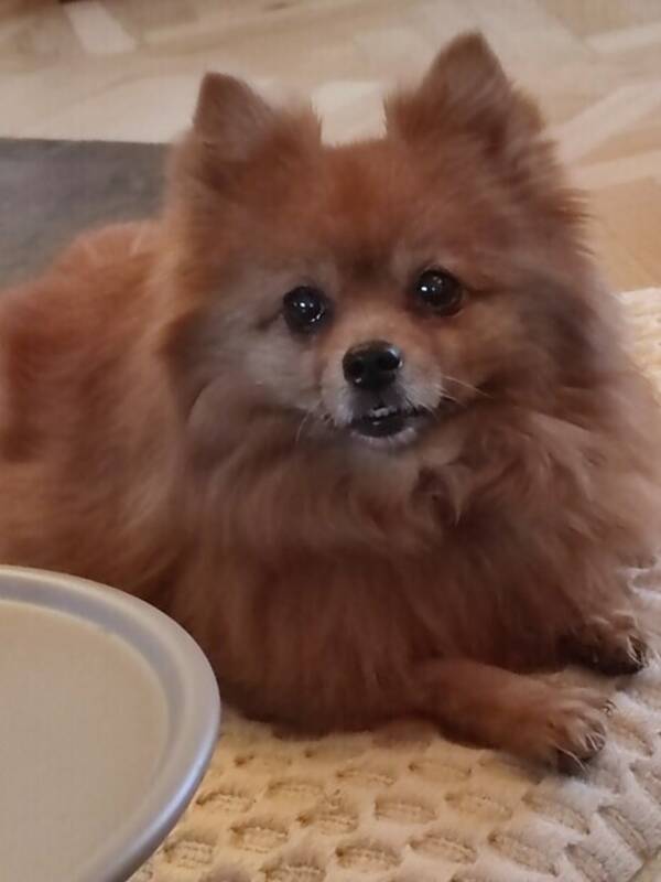 Hund - Chica