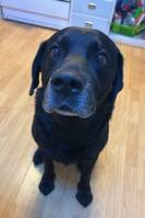 Labrador kenzo