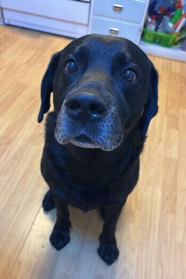 Hund - Labrador kenzo