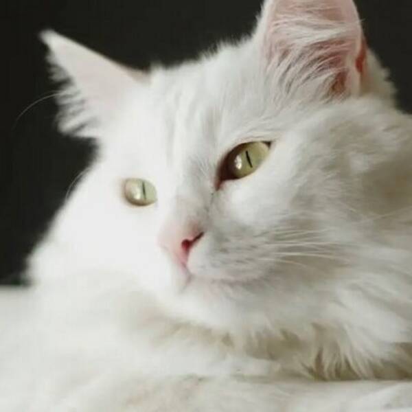 Katt - Blandras, Maine Coon och Ragdoll Katt - Blandras, Maine Coon och Ragdoll