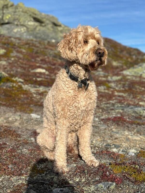 Hund - Teddy
