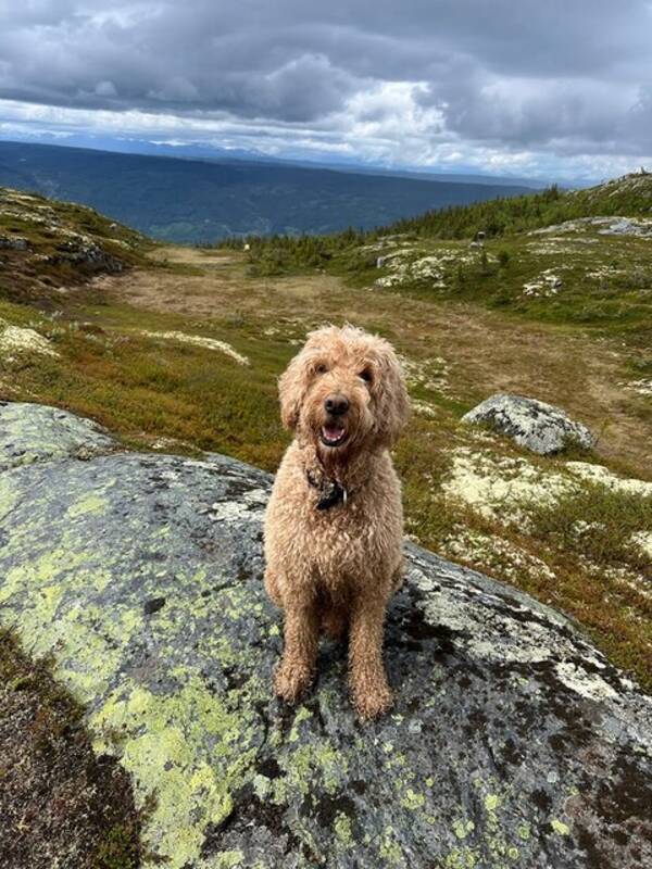 Hund - Teddy