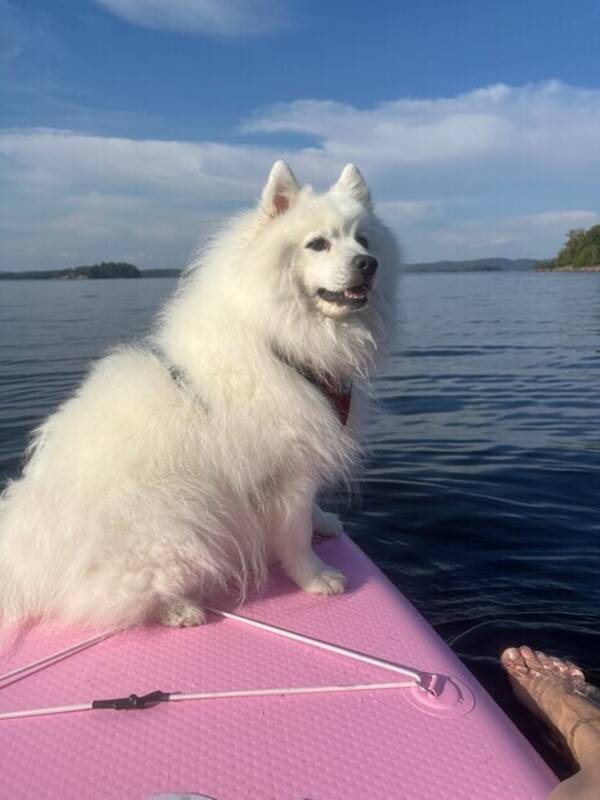 Hund - Shiro