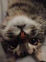 Katt Chanel 