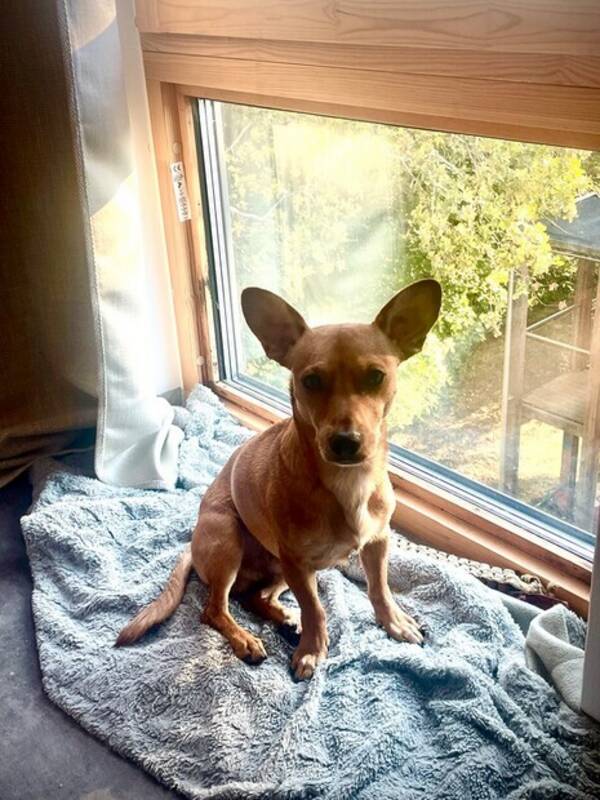 Hund - Harry 