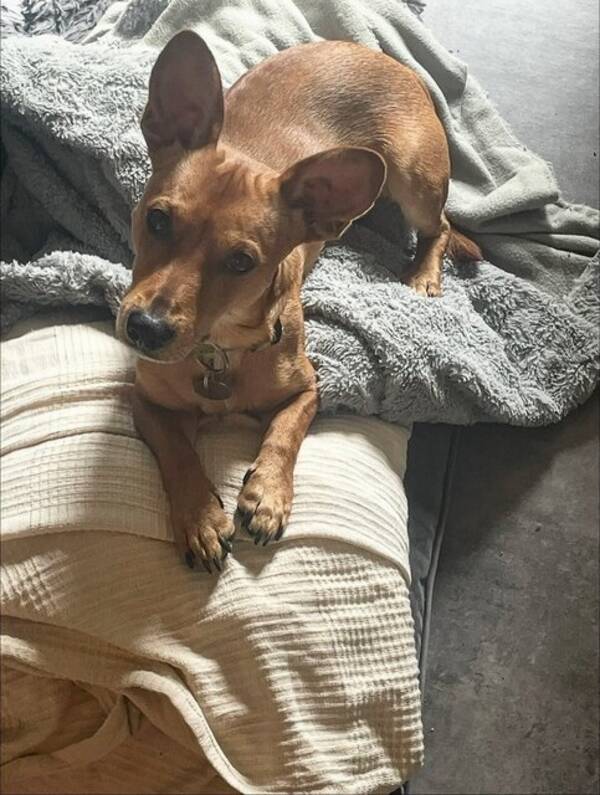 Hund - Harry 