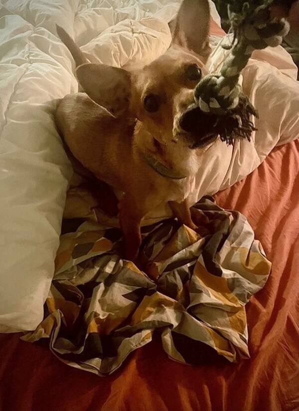 Hund - Harry 