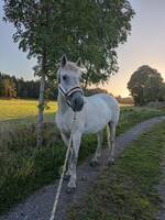Hästen Myran