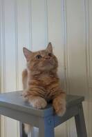 Katten Nisse