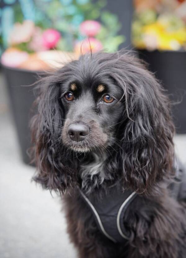 Hund - Lady Bibbi 