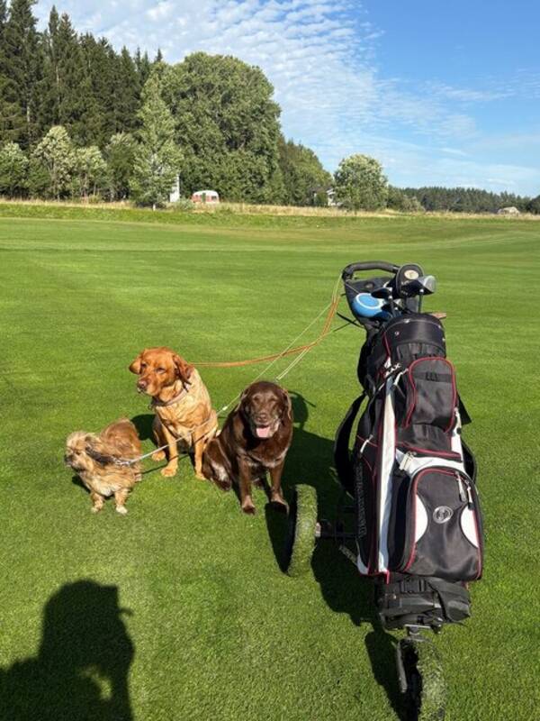 Hund - Labradorer och en blandras