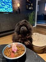 Chow chow Gordon