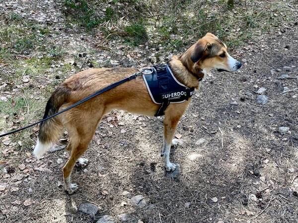 Hund - Darwin  Hund - Darwin