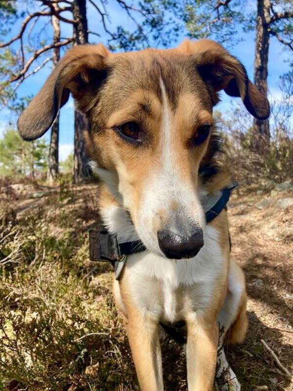 Hund - Darwin 