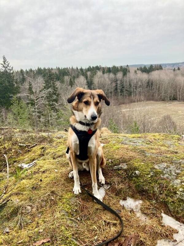 Hund - Darwin 