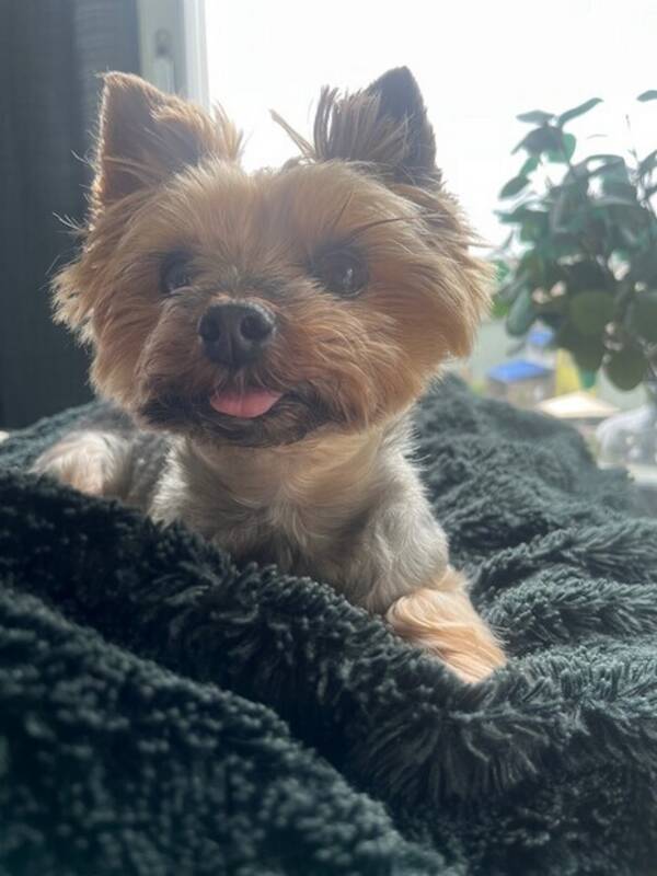 Hund - Yorkshireterriern Milo