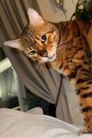 Bengal katt