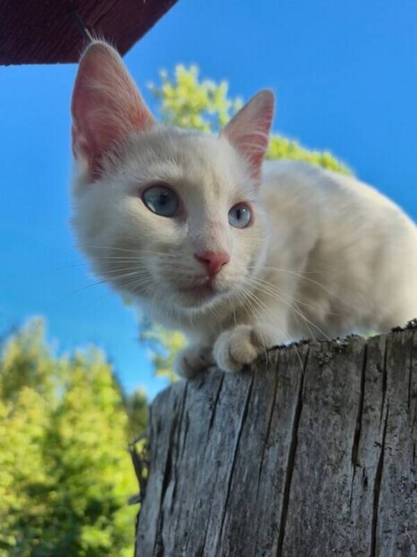 Katt - Vit katt med bl gon. Namn Isis <3