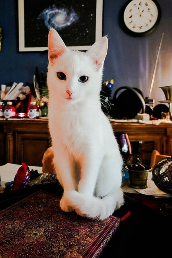 Katt - Vit katt med bl gon. Namn Isis <3