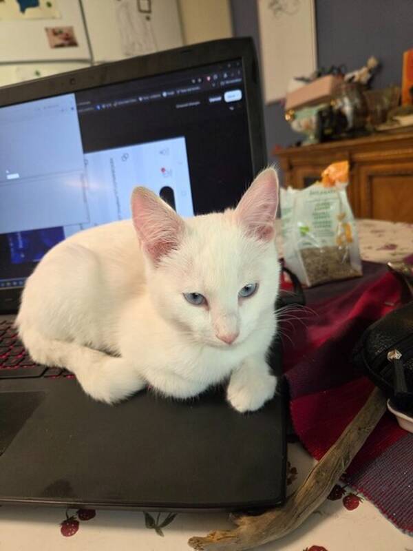 Katt - Vit katt med bl gon. Namn Isis <3
