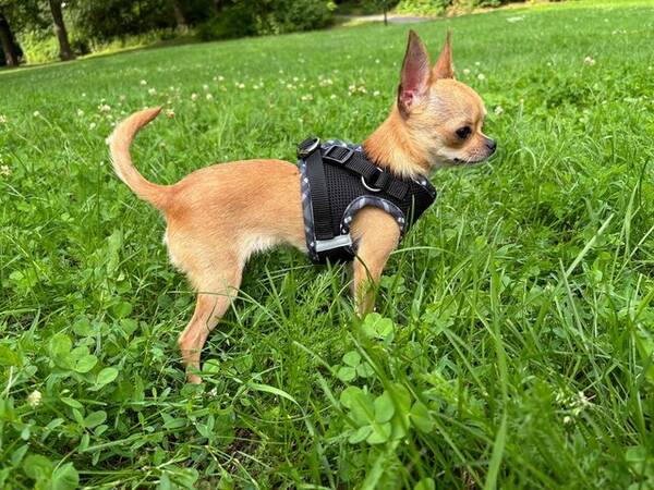Hund - Nikki Chihuahuan