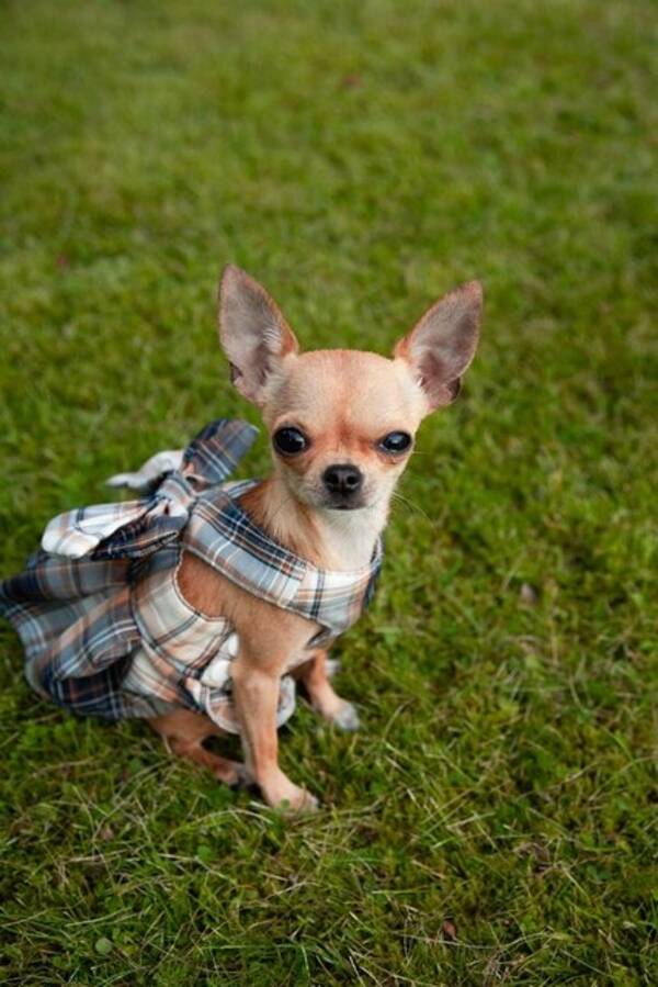 Hund - Nikki Chihuahuan