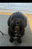 Cavapoon Sixten