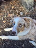 Australian shepherd 