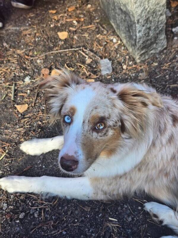 Hund - Australian shepherd 