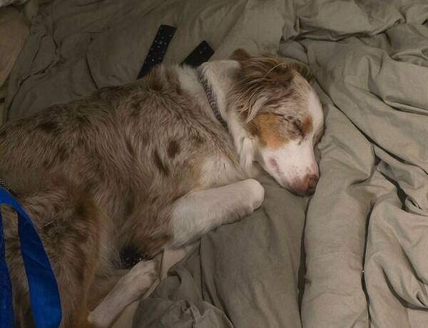 Hund - Australian shepherd 