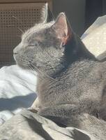 Katten Enzo